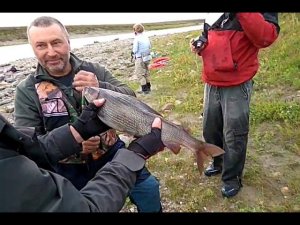 Река Малая Уса, Полярный.2017. Большая вода, много спорта и трофейный хариус.
