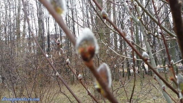 Что такое Вербное воскресенье? Веточка вербы своими руками. Сувениры на Пасху вместе с детьми смотреть онлайн