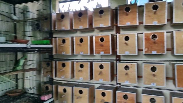 SAVE YOUR BIRDS AVIARY IN RAINY DAYS | FAWN JAVA | SILVER JAVA | WHITE JAVA | BREEDING SETUP 2023 смотреть онлайн