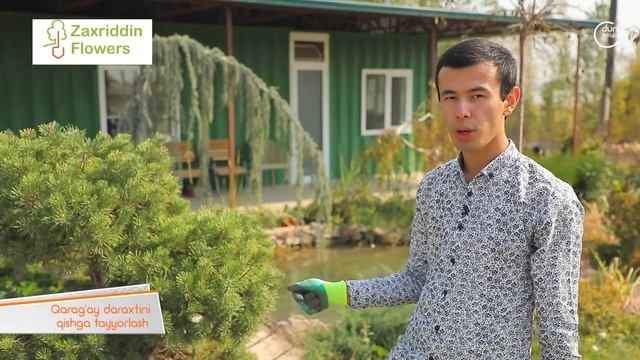 Сосна (Qaragʻay) mavsumiy ishlar смотреть онлайн