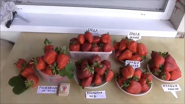 ЛУЧШИЕ СОРТА КЛУБНИКИ с нашего участка сезона 2019. / 11.06.19. смотреть онлайн