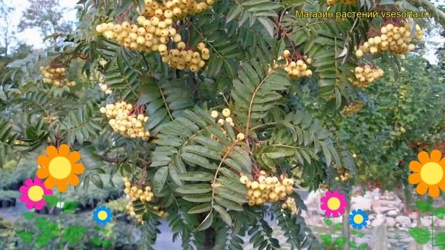 Рябина гибридная Джозеф Рок. Краткий обзор, описание характеристик sorbus Joseph Rock смотреть онлайн