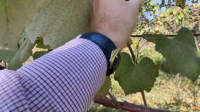 60+ соток с садом в Сочи, В.Николаевское. смотреть онлайн