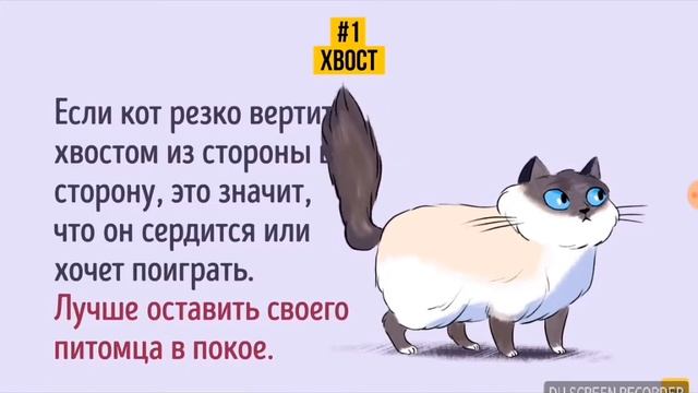 Как научиться понимать кошачий язык? смотреть онлайн