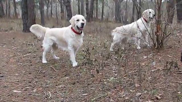 Смешное видео Джоя и Санни январь 2011 смотреть онлайн