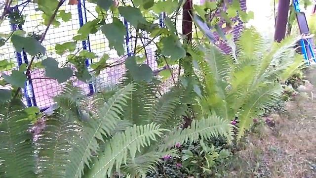 ФУТАЖ. Папоротники на даче. смотреть онлайн
