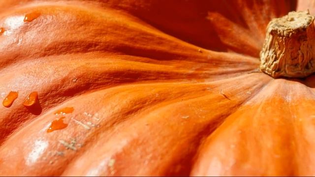 Что Творит ТЫКВА С ОРГАНИЗМОМ? Польза и вред тыквы. смотреть онлайн