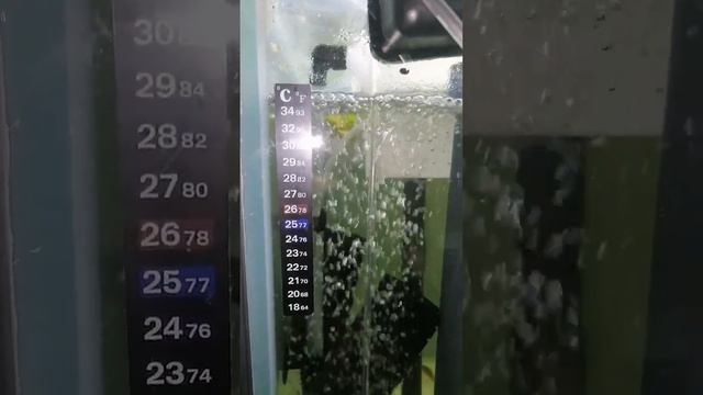 Динамика роста малька , без говнотрубочника и высокой температуры. 2.5 мес 8-9 см при температуре 2 смотреть онлайн