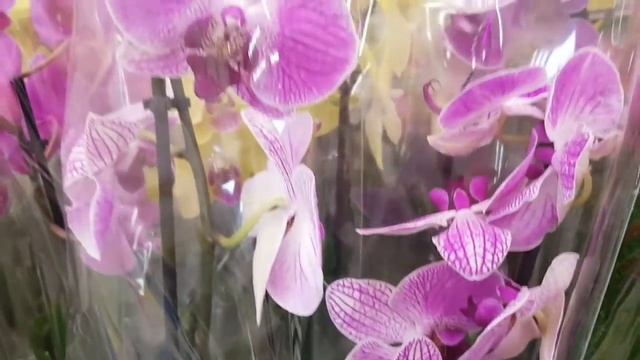 Красавицы ОРХИДЕИ фаленопсисы в КАСТОРАМА CASTORAMA Орхидея Orchid ORCHIDS ОРЕНБУРГ