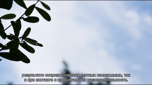 Пищевая моль может стать причиной дерматита, конъюктивита и астмы смотреть онлайн