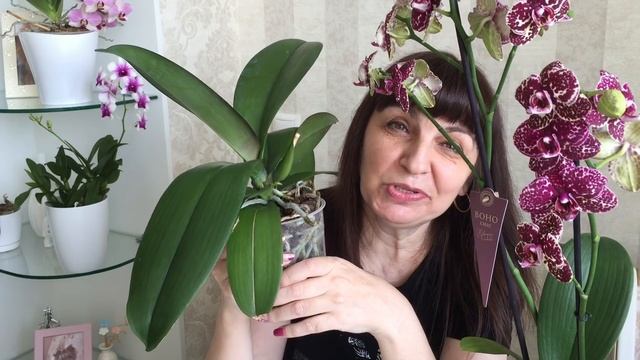 Пересадка - перевалка орхидей ... Клеопатре новый домик - низковат)))) смотреть онлайн