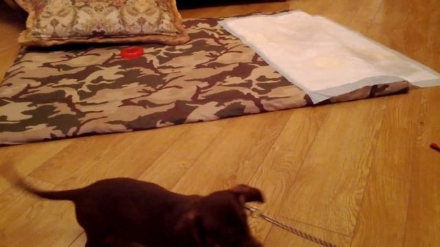 Таксеныш Прохор.mp4 смотреть онлайн