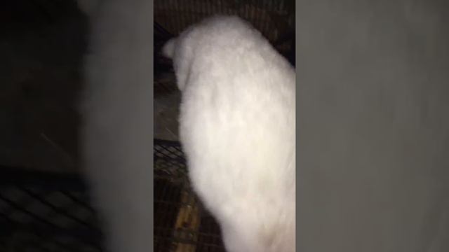 Сараюшные дела🐰🐰🐰🐰🐰кролики. Кормушки как у Солнечного кролика. смотреть онлайн