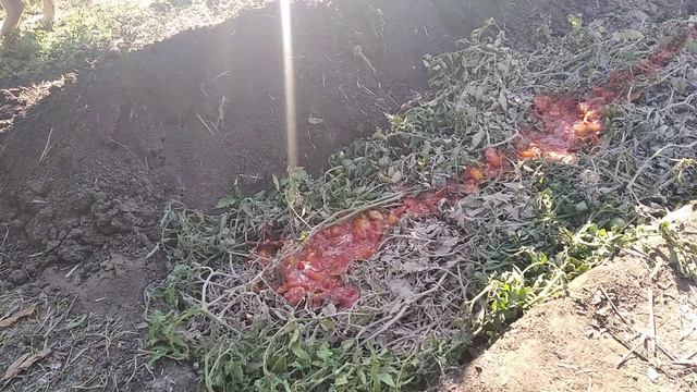 А ВЫ ГОТОВИТЕ ГРЯДКИ С ОСЕНИ ПОД ОГУРЦЫ,КРТОФЕЛЬ,АРБУЗ ,ЧТОБЫ УРОЖАЯ БЫЛО МНОГО!!? смотреть онлайн