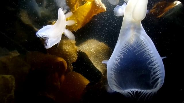 Facts: The Hooded Nudibranch (Lion's Mane Nudibranch) смотреть онлайн