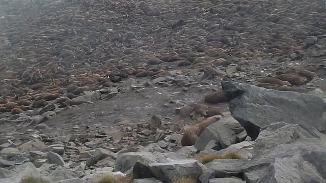 Мыс-Шмидта миграция моржей