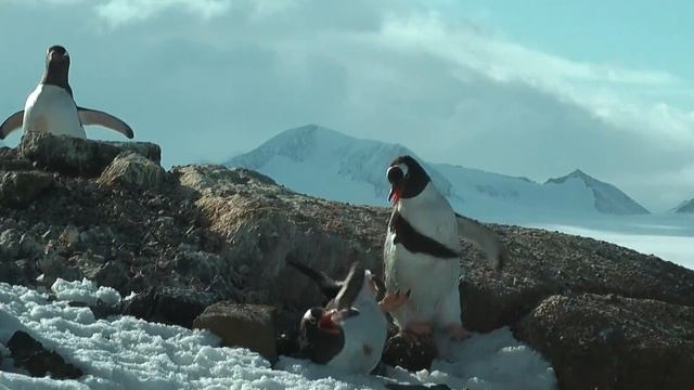 Gentoo penguins fighting смотреть онлайн