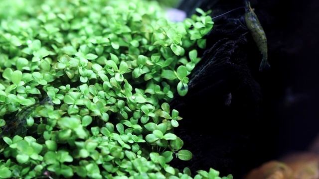 Micranthemum "MONTE CARLO" (Species Spotlight) смотреть онлайн