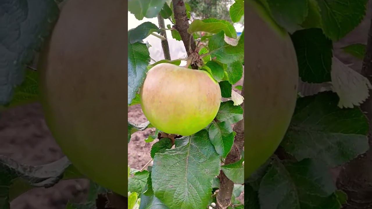 первое и единственное яблочко.сорт медок.#яблоня #botanicalgarden #shorts смотреть онлайн