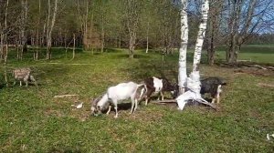 Моё Хозяйство/Весенний Выпас/Детёныши/Звери Едят Траву/Гуляем По Траве#goat#goats#farmer