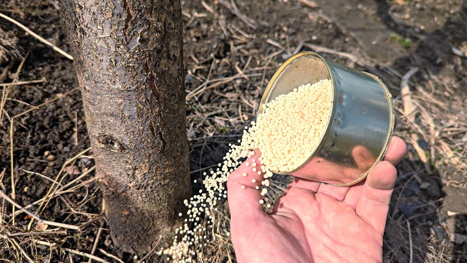 Яблоня, вишня смородина дадут в 2 раза больше плодов если сделать так осенью в сентябре-октябре. смотреть онлайн