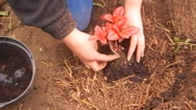 Посадка рододендронов осенью. смотреть онлайн
