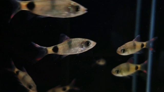 Dawkinsia filamentosa bij Aquarium Speciaalzaak Utaka смотреть онлайн