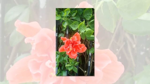 Китай. Как путешествовать самостоятельно. Гонконг смотреть онлайн