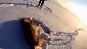 Охота на волка на снегоходах 3.