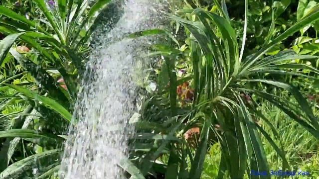 Пальма спиральная / Панданус. Легкий способ очистить листья от пыли смотреть онлайн