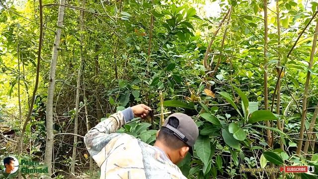 Jebakan Burung Dari Bambu Bisa Bongkar Pasang смотреть онлайн