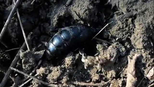 Майка обыкновенная (Meloe Proscarabaeus)