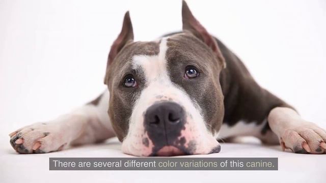 What You Didn't Know About the Tyrolean Hound! смотреть онлайн