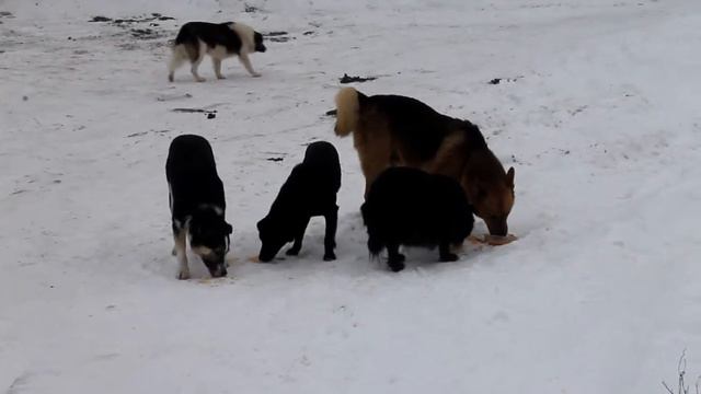 Dogs which kicked ( Собаки которых выгнали ) смотреть онлайн