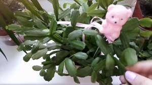 Обрезка декабриста летом!