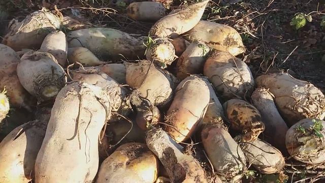 ✔?Кони в помощь.Собрали урожай кормовой свеклы//жизнь одесситов в селе. смотреть онлайн