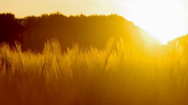 Relaxing music for the soul/meditation/sleep смотреть онлайн