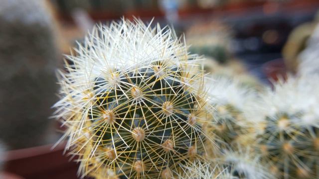 Cactaceae 仙人掌觀察 金箍棒 смотреть онлайн