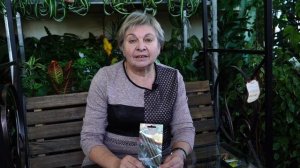 Скорцонера - что за овощ? ? Чёрный корень / козлец испанский в вашем саду