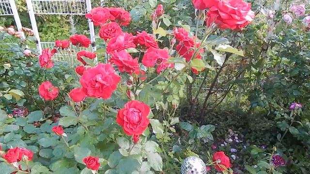 3 розы-августовские фаворитки в моём саду. смотреть онлайн