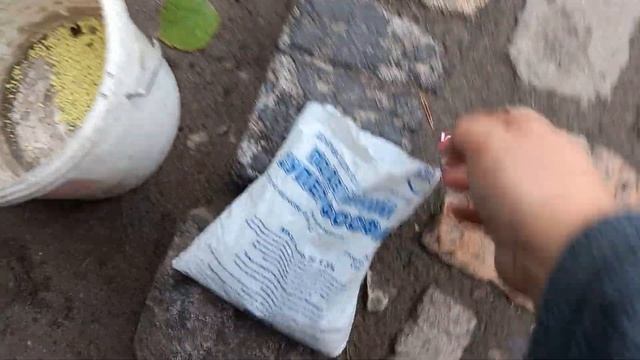 Осенняя пересадка и размножение древовидной гортензии Анабель. смотреть онлайн