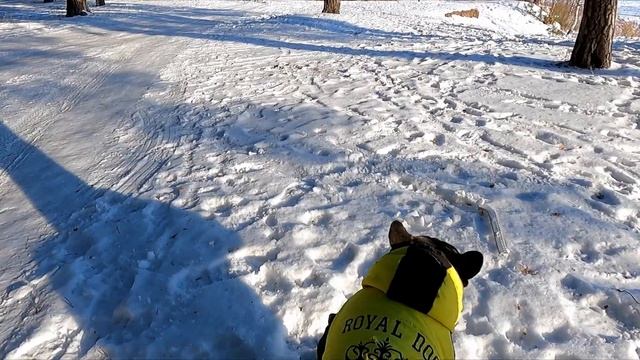 Когда ОДЕВАТЬ тёплую одежду ФРАНЦУЗСКОМУ БУЛЬДОГУ смотреть онлайн