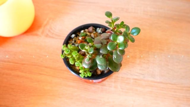 Уход за ТОЛСТЯНКОЙ (Денежным деревом). Ответы на вопросы, Часть 5 смотреть онлайн