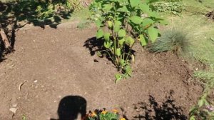 Лилии - ПЕРЕСАДКА и размножение осенью. Ирисы. Новая-старая КЛУМБА