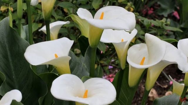 Калла,Зантедеския (Zantedeschia) смотреть онлайн