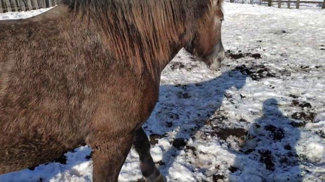 Жеребец узнал Кобылиц по? запаху смотреть онлайн