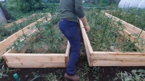 Как правильно формировать томаты в открытом грунте