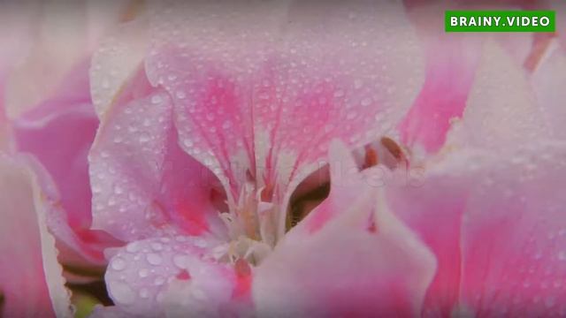 How to Grow Australian Tea Trees (Leptospermum laevigatum) смотреть онлайн