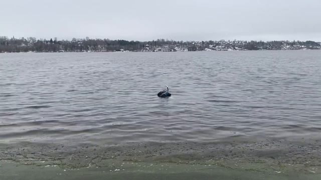 Закрытие осеннего сезона. Подводная охота. смотреть онлайн