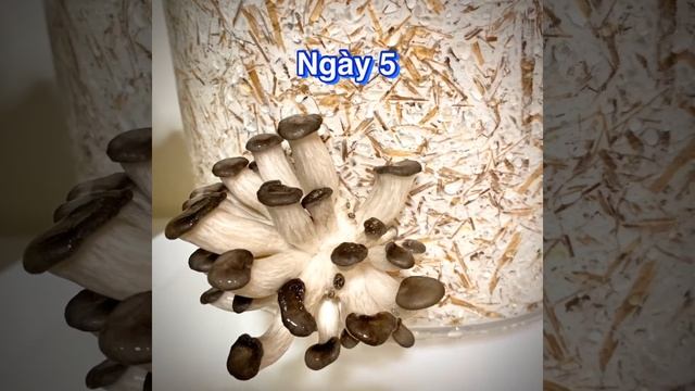 Phút giây của Nấm Bàu Ngư lớn dần смотреть онлайн